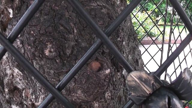 Береза с медвежьей мордочкой и на березе - лик Серафимушки смотреть онлайн