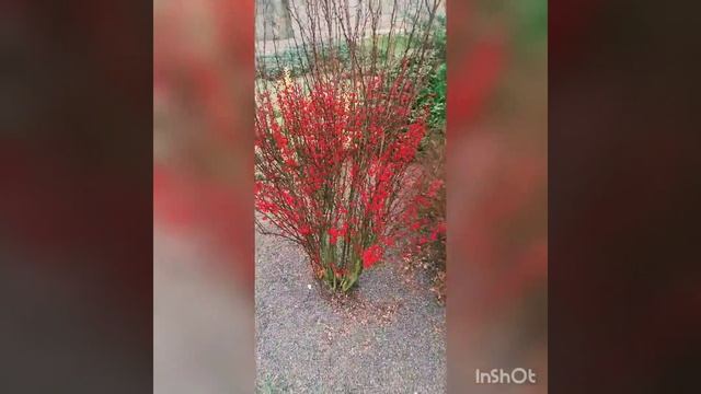 Барбарис Тунберга в ландшафтном дизайне смотреть онлайн