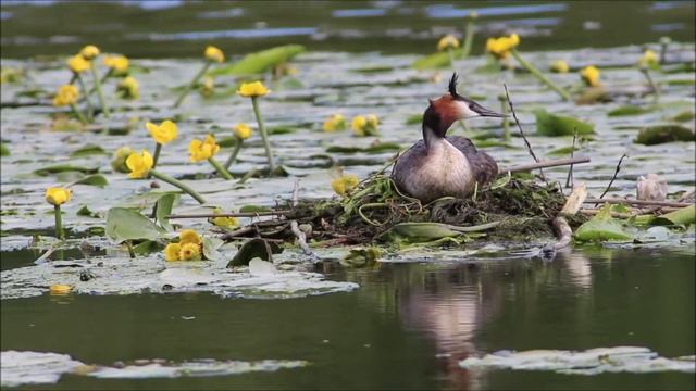 Great crested grebe (Podiceps cristatus) at the nest - July, 9th - Большая поганка (Чомга), 9 июля смотреть онлайн