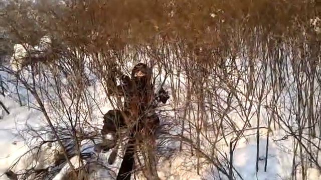 Артем и мозжевельник смотреть онлайн
