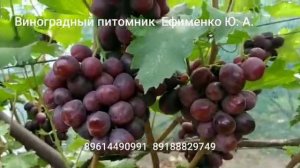 виноград Велюр