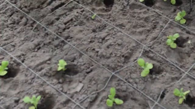 Mathiola André Knoppert & Zn. смотреть онлайн