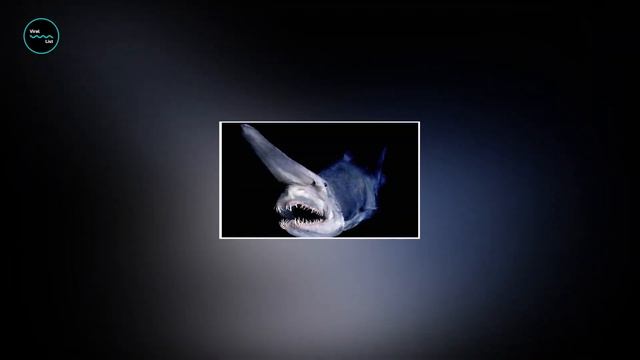 Goblin Sharks: The Laughing Stock Of The Sea смотреть онлайн