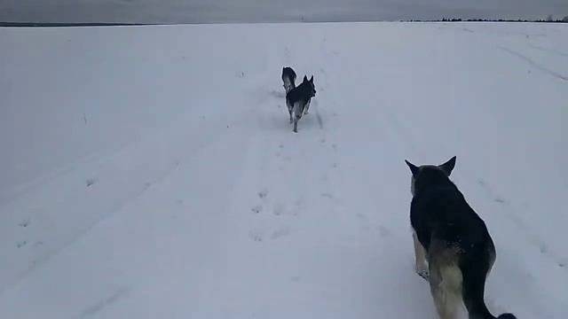 Щенкам три недели. РКФ или СКОР? смотреть онлайн