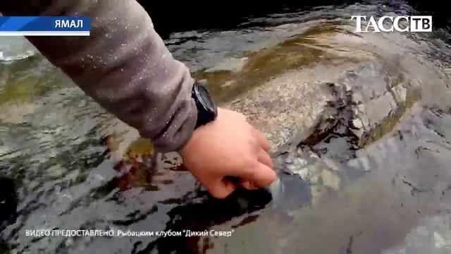 Место обнаружения останков доисторического животного на реке Рута-Ю смотреть онлайн