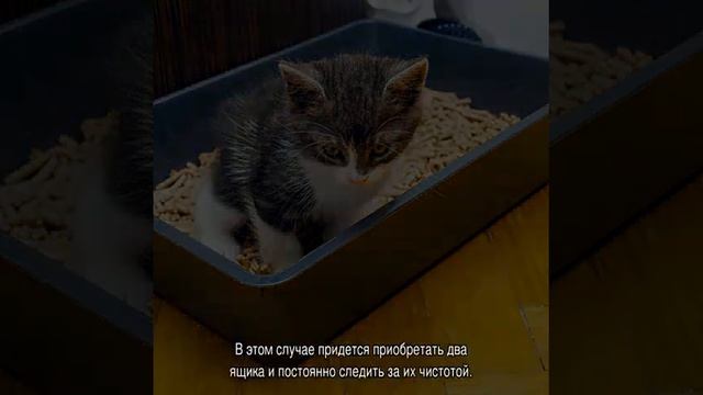 Как приучить котенка к туалету: варианты как заставить ходить в лоток смотреть онлайн