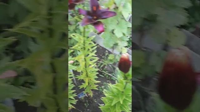 Эта азиатская лилия «Королева ночи» . Lilium Queen Of Night.