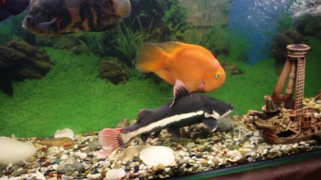 Мой первый аквариум на 300 литров с цихлидами ! смотреть онлайн