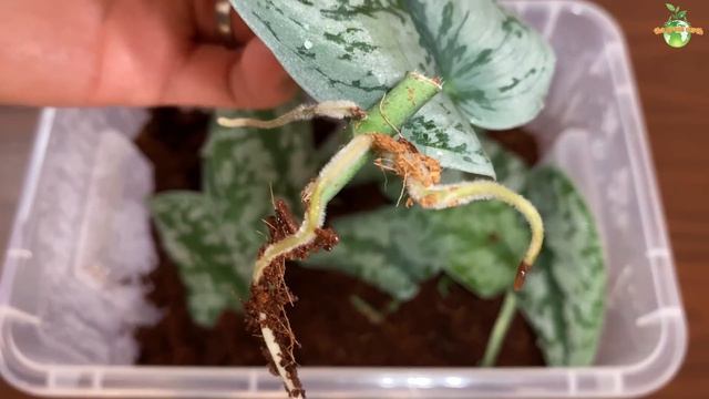 #106 : Propagation Using Coco Peat | Scindapsus Pictus or Satin Pothos Propagation смотреть онлайн