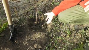 Посадка саженца абрикоса - мой способ