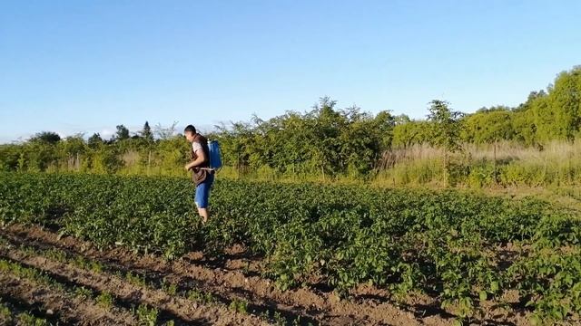 ОПРЫСКИВАЮ КАРТОФЕЛЬ ОТ БОЖЬЕЙ КОРОВКИ смотреть онлайн