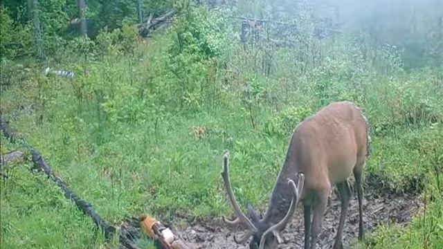 Благородный изюбр лакомится солью в бескрайней глухой тайге. Видео с фотоловушки. смотреть онлайн