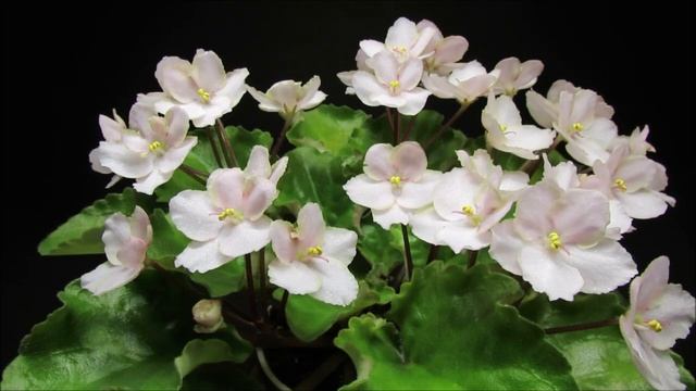 EMERALD PINK - African Violet Review смотреть онлайн