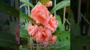 Бальзамин садовый — выращивание на клумбе