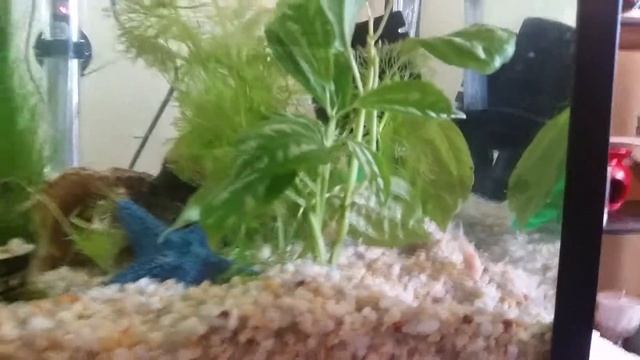 My new 2ft betta and albino corydoras смотреть онлайн