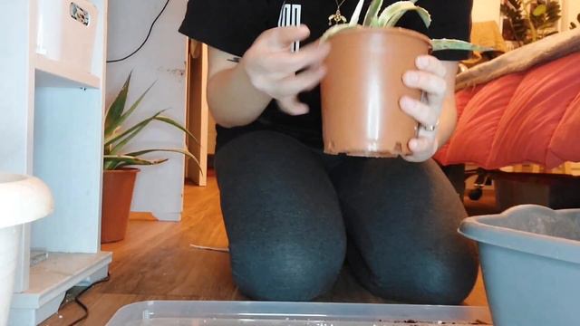 An Unexpected Plant Rescue & Philodendron White Princess Repot смотреть онлайн
