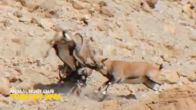 ANIMAL FIGHT CLUB NatGeo смотреть онлайн