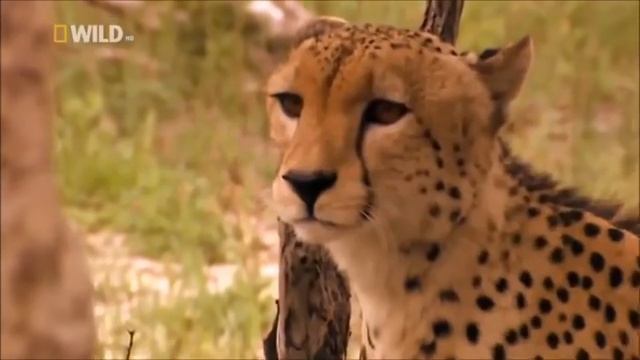 Гепард - дикая большая кошка. Часть 1 смотреть онлайн