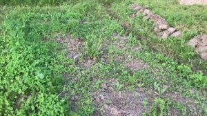 Как Сеять Клевер Вручную Для Газона