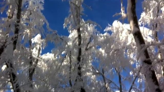 Зимний лес / 19.01.17. , Саратов