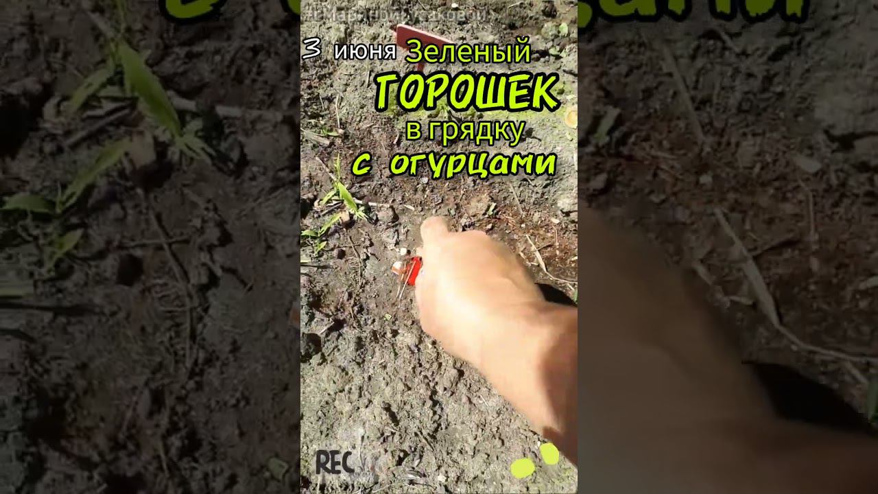 Как посеять зеленый ГОРОШЕК  в грядку с ОГУРЦАМИ. Надо успеть до Троицы 3 июня смотреть онлайн