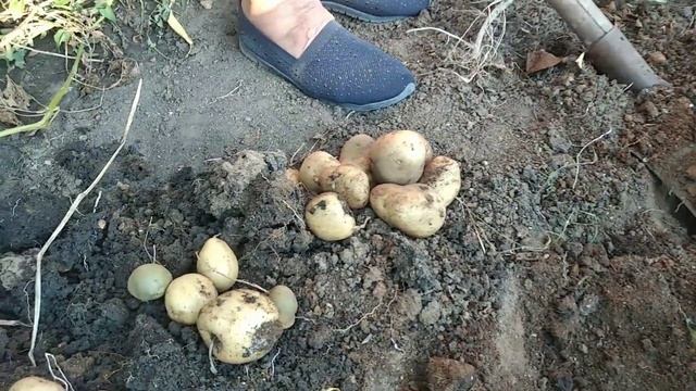 С 7 картошек — 12 килограмм урожая| Картофель сорта Дублянская юбилейная смотреть онлайн