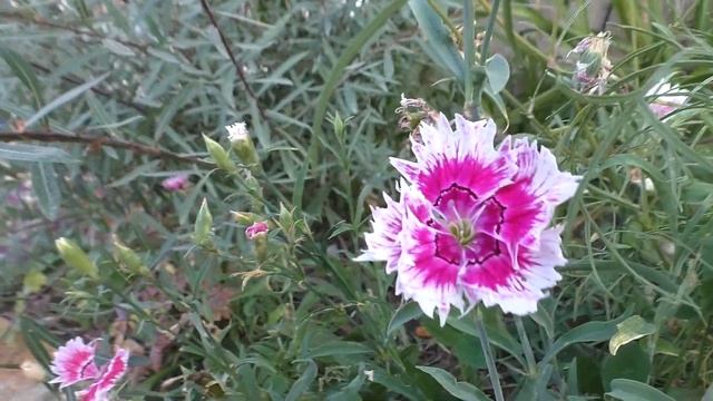 Что цветет в СЕНТЯБРЕ.... Парад хризантем. Цветение в саду 23 09 2020г. смотреть онлайн