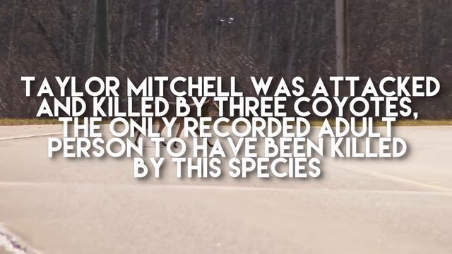 10 Weird Ways People Have Died смотреть онлайн
