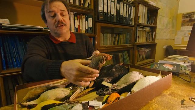 Зачем птицам краски? Лекция Евгения Коблика. смотреть онлайн