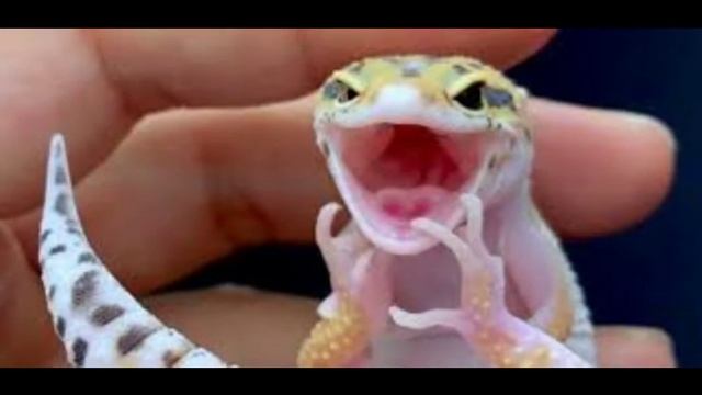 Эублефар?|Уход и содержание