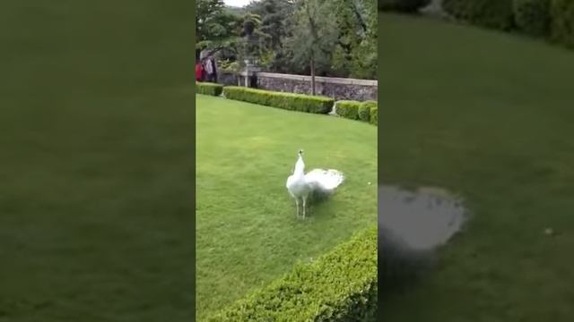 Белый павлин смотреть онлайн