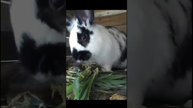 Можно ли кроликам хлеб смотреть онлайн