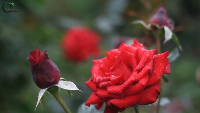 Rose meditation music | flower of life meditation | flowers relaxing music | flower sleeping смотреть онлайн