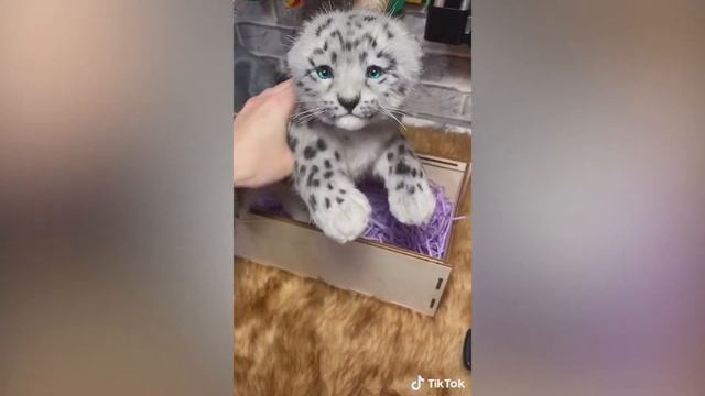 ? | ПОДОБРАЛИ КОТЕНКА | ПОДБОРКА КОТЯТ, КОШЕК ИЗ ТИК ТОК | МИЛЫЕ КОТЯТА | ПРИКОЛЫ С КОТЯТАМИ смотреть онлайн
