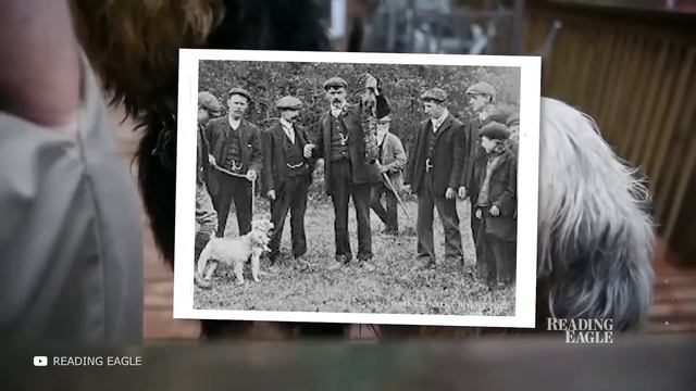 100 Опасных Кошек и Собак, Запрещенных Во Всех Странах Мира смотреть онлайн