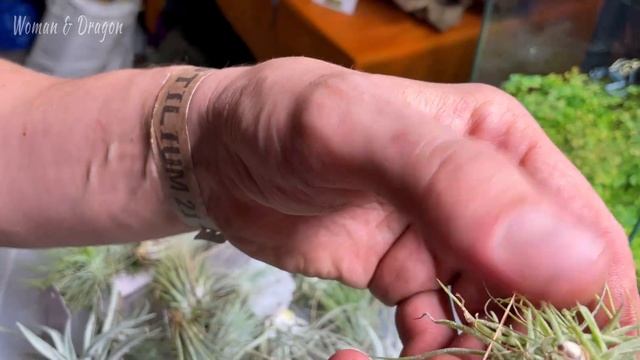 2 ЧАСТЬ | Выставка Reptilium 2021 осень. Прикупила себе Тилландсии и Флорариум. смотреть онлайн