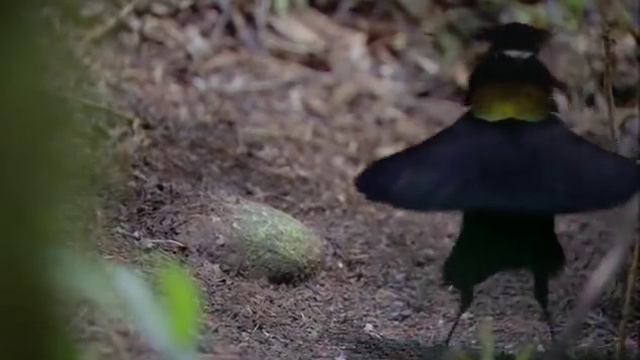 Райские птицы Новой Гвинеи смотреть онлайн