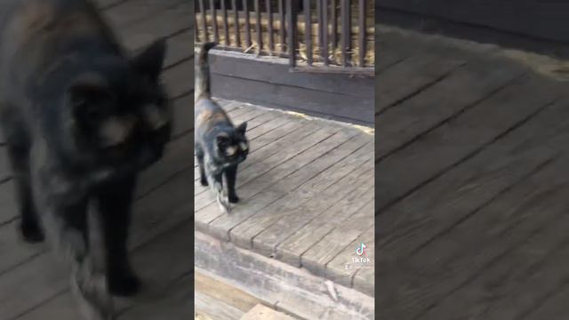 РАША МАТУРХАНА ПРАВНУЧКА 4.5 мес. смотреть онлайн