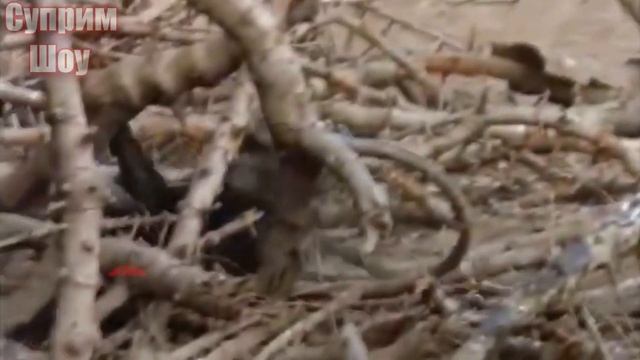 Крокодил Безжалостно Поедает Обезьян. Крокодил в деле! смотреть онлайн