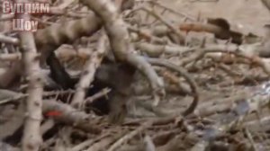 Крокодил Безжалостно Поедает Обезьян. Крокодил в деле!