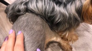 VLOG:ВЯЗКА ЙОРКОВ|КАК ПРОХОДИТ,ЧТО НУЖНО ЗНАТЬ? Инструкция.Йоркширские терьеры ❤️