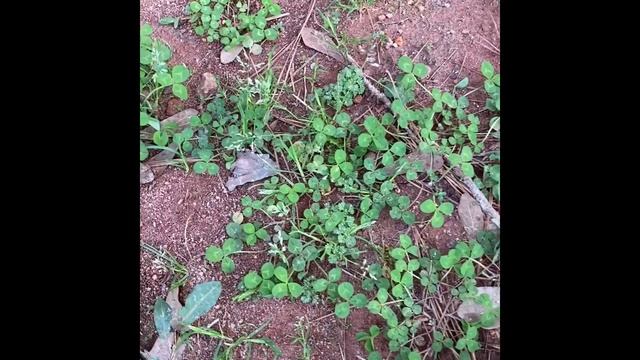 Finding 4-Leaf Clovers смотреть онлайн