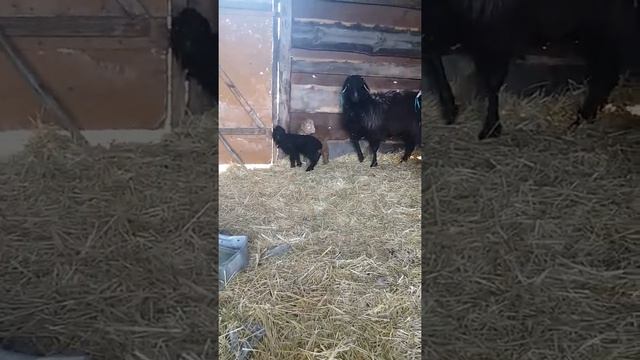 Овечки в зимнем загоне. Маленькие ягнята. смотреть онлайн