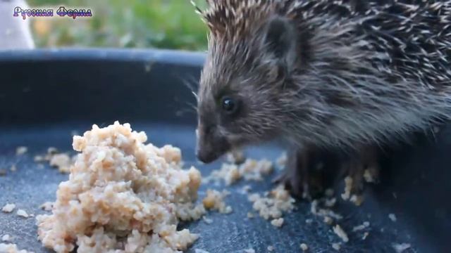 Ёж ест кашу смотреть онлайн
