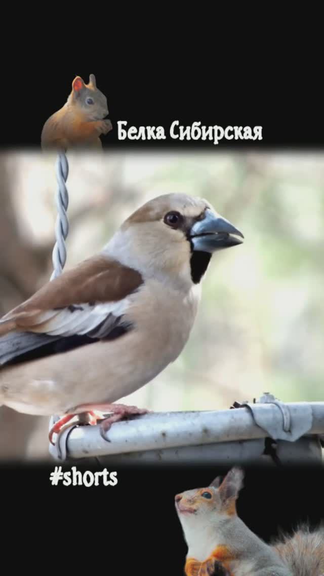 Дубонос на кормушке-качельке