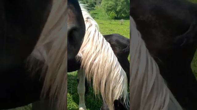 Лошади смотреть онлайн