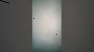 Супер стойкие, столбовые бойные голуби, фонарь, тяга, бой!