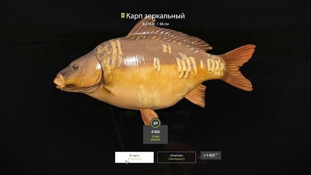 Русская рыбалка 4 озеро Янтарное КАРП ФАРМ russian fishing 4 (РР4) lake Amber CARP FARM смотреть онлайн