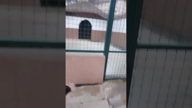 Звери:увидела павлина страуса попугая:не засняла на камеру волка!!