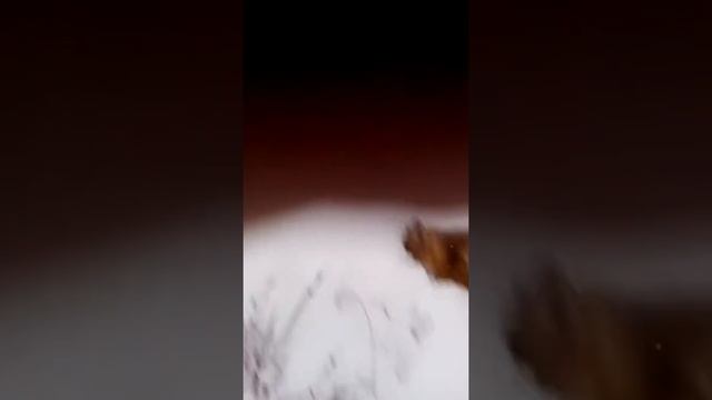 Охота на лису в гон. смотреть онлайн